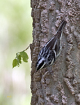 Black and White Warbler 2683